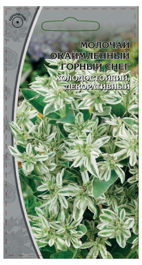 Горный снег это. Молочай окаймленный снежная вершина. Молочник окоймле горный снег. Горный снег это. Молочай окаймленный горный снег.