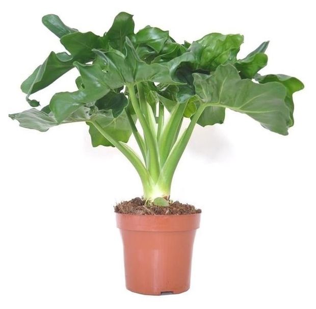 Живое растение лиана Филодендрон Атом в горшке d 15 h 40 см, 1 шт