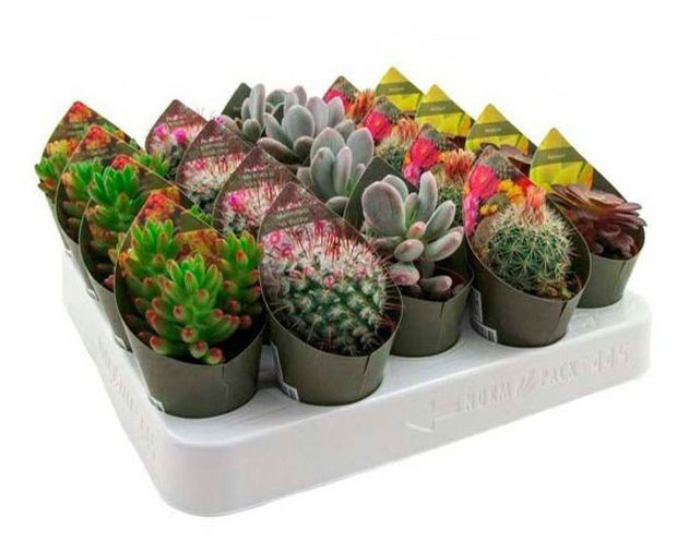 Кактус микс, d 5,5 h 14 см