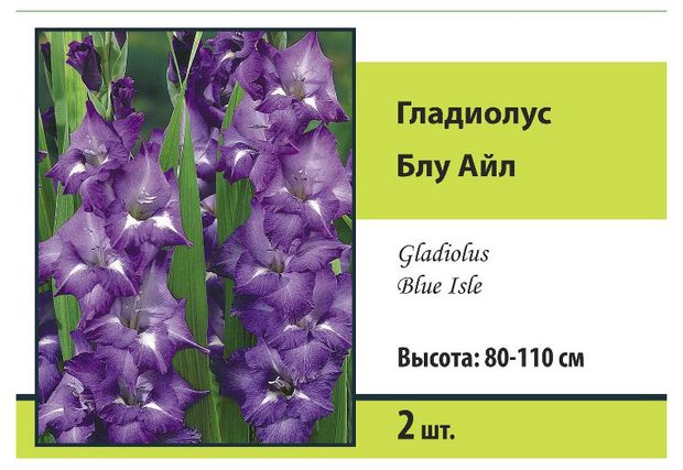 Гладиолусы Поиск Бюджет, 2 шт