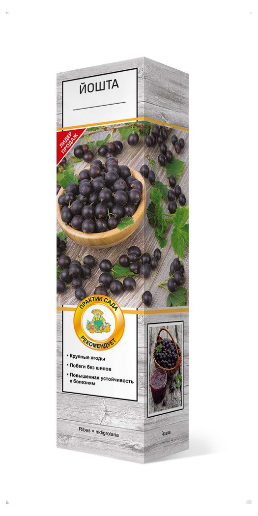 Саженцы Поиск Йошта, 1 шт