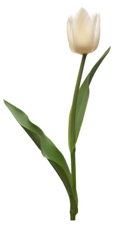 Букет тюльпанов Агрони h 40 см, 15 шт в ассортименте