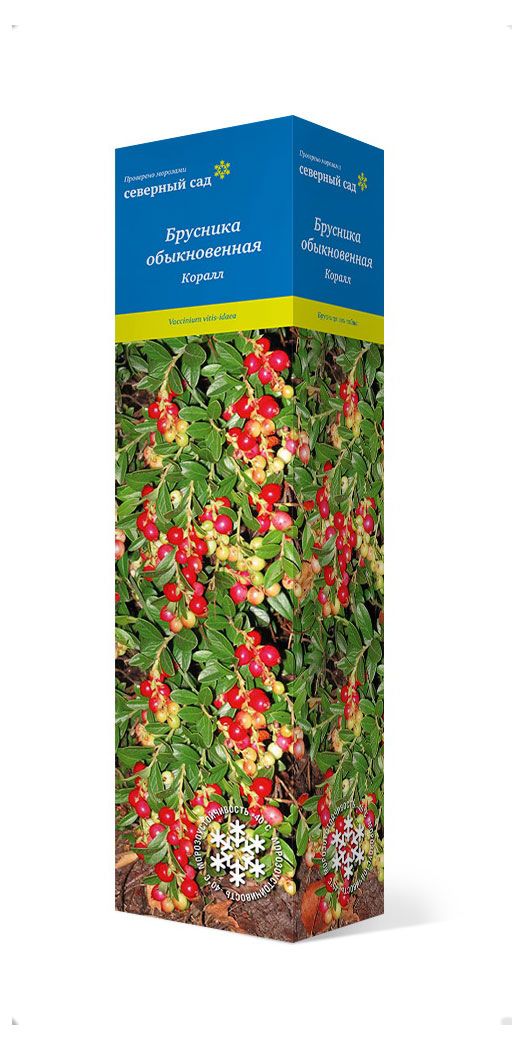 Саженцы Поиск Брусника, 1 шт
