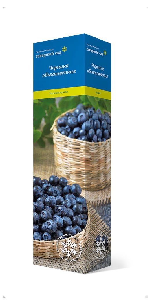 Саженцы Поиск Черника обыкновенная, 1 шт