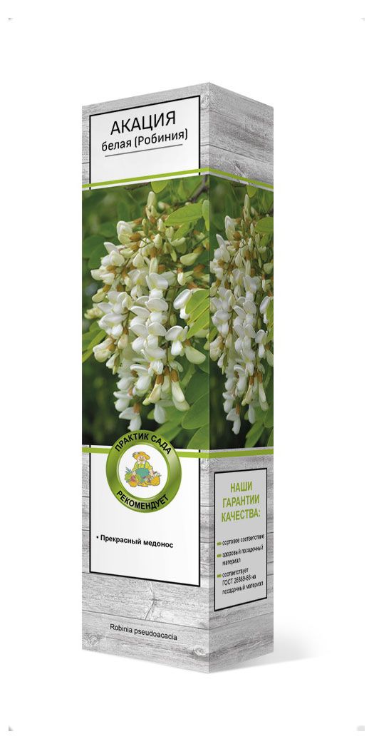 Саженцы Поиск Акация белая Робиния 1 шт 340₽