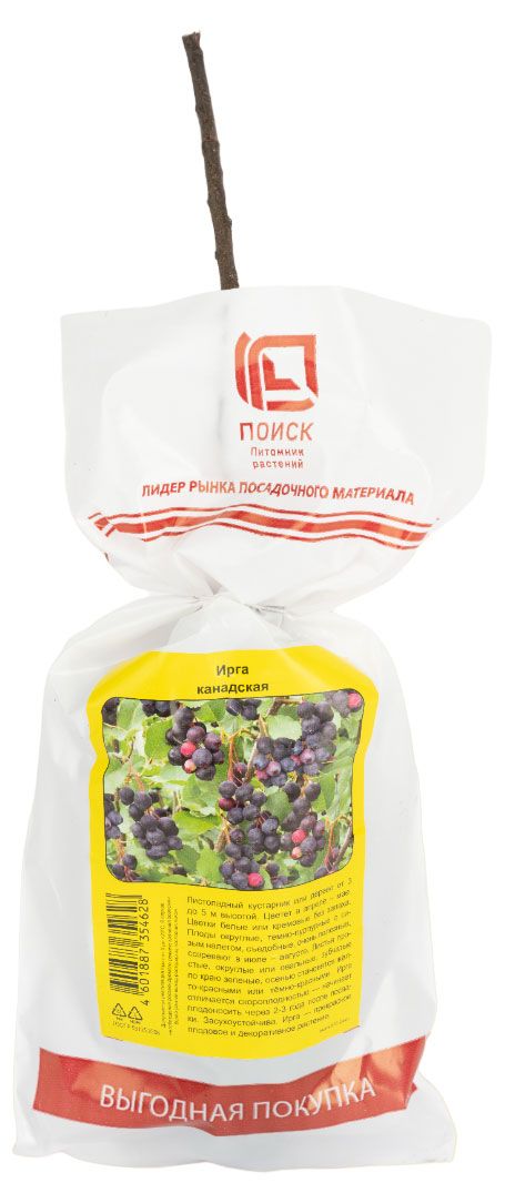 Саженцы Поиск Ирга канадская, 1 шт