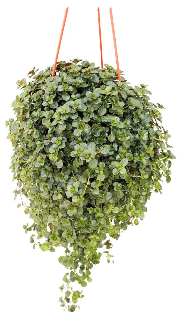 Пилея Приземистая в кашпо, d 15 h 25 см