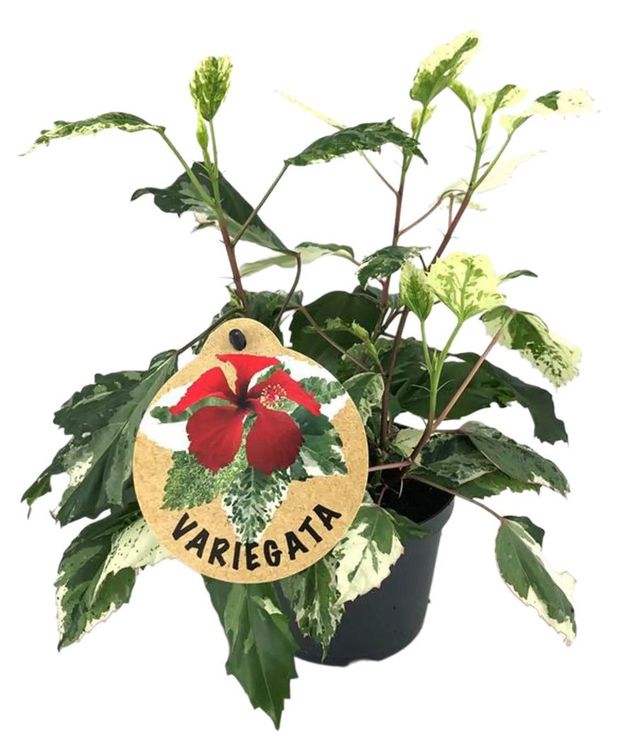 Гибискус Вариегата в горшке d 12 h 20 см 799₽