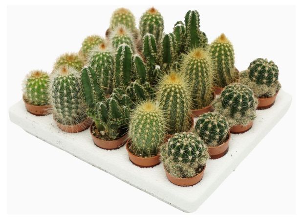 Живое растение Кактус микс в ассортименте в горшке d 6 h 8 см, 1 шт