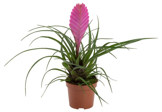 Живое растение Бромелия Тилландсия Анита розовая в горшке d 9 h 30 см, 1 шт