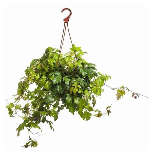 Живое растение Роициссус в кашпо d 15 h 25 см, 1 шт