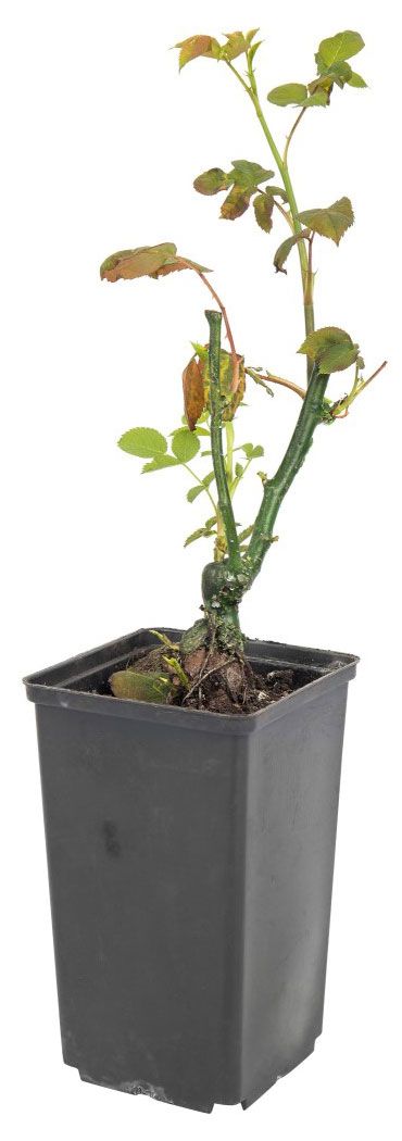 Саженцы цветущих кустарников Роза Тиара живая голландская садовая чайно-гибридная флорибунда PlantMarket сиреневая в горшке С4 1 шт 300₽