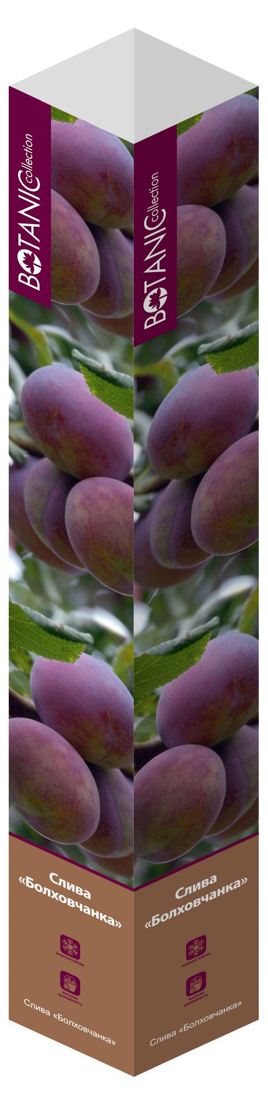 Саженцы Флора групп Слива Болховчанка C1, 1 шт