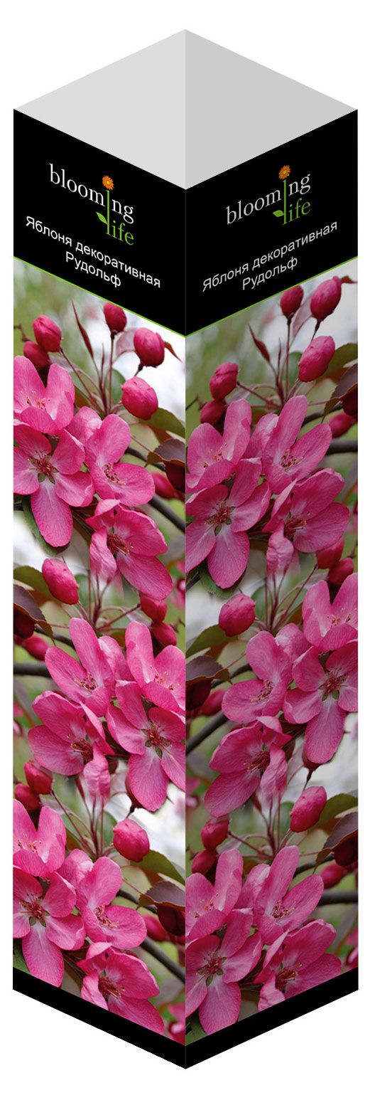 Саженцы Флора групп Яблоня декоративныя Рудолф C1, 1 шт