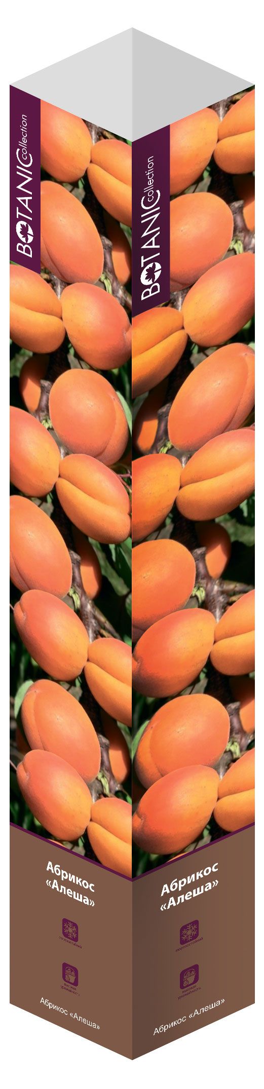 Саженцы Флора групп Абрикос Алеша C1, 1 шт