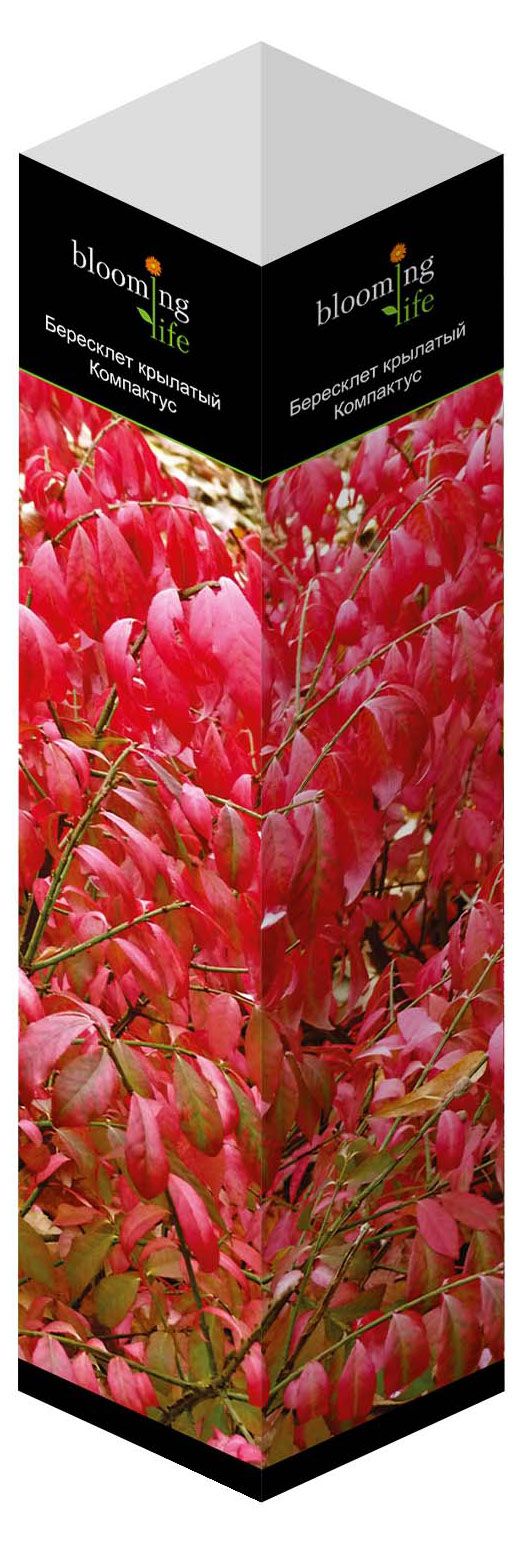 Саженцы Флора групп Бересклет крылатый Компактус C1, 1 шт