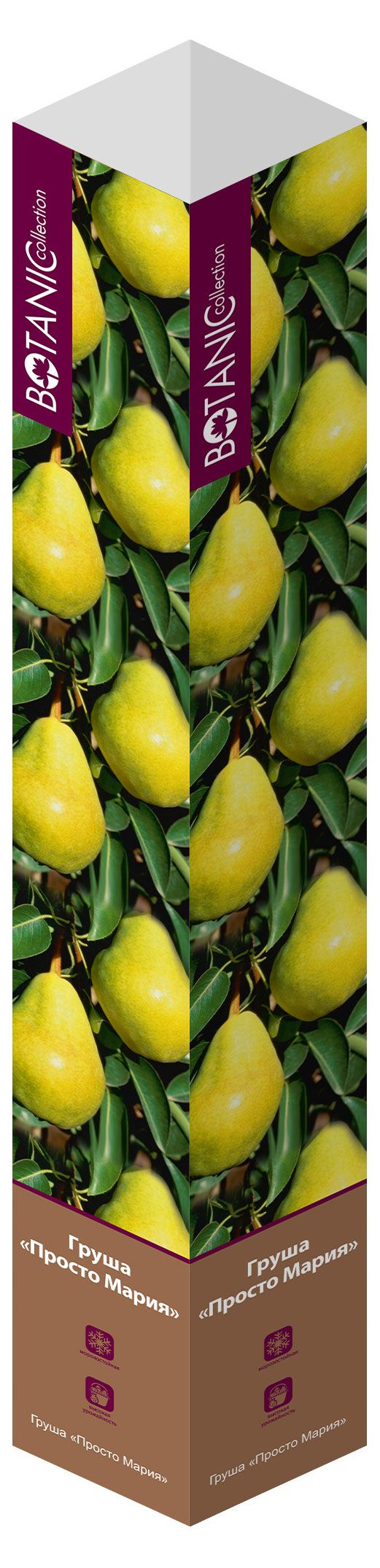 Саженцы Флора групп Груша Просто Мария C1, 1 шт