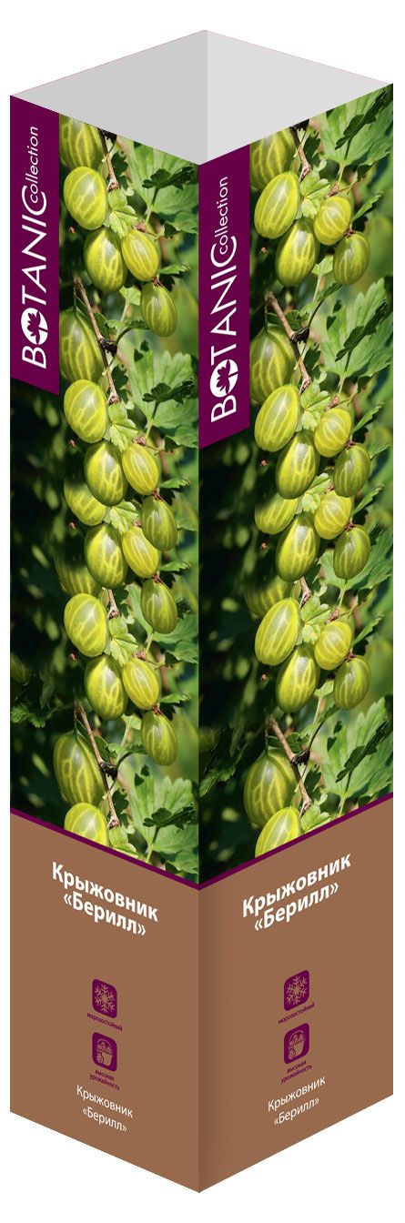 Саженцы Флора групп Крыжовник Берилл C1, 1 шт