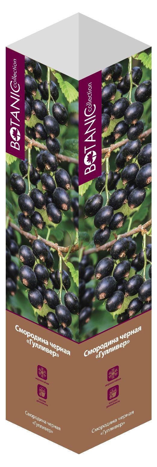 Саженцы Флора групп Смородина черная Гулливер C1 1 шт 270₽