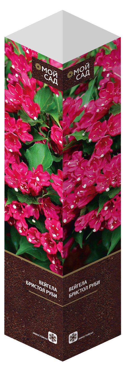 Саженцы Флора групп Вейгела Бристол Руби C1, 1 шт