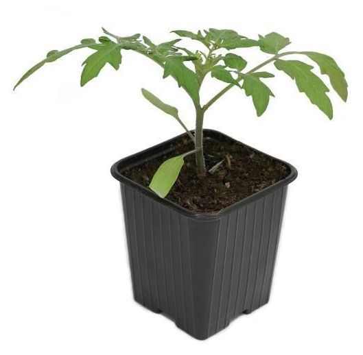 Рассада овощей Томат Тепличный комбинат в горшке, d 10 см