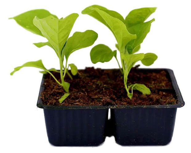 Рассада овощей Баклажан Тепличный комбинат, 4 шт