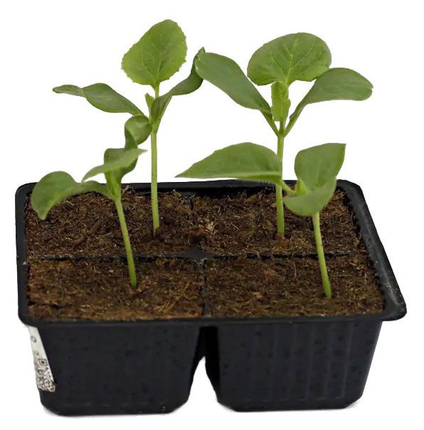 Рассада Тепличный комбинат Дыня, 4 шт