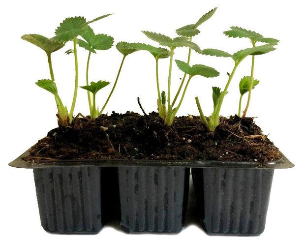 Рассада Тепличный комбинат Земляника ранняя, 6 шт