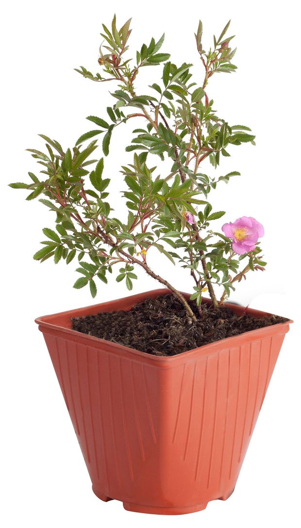 Саженцы Роза Тепличный комбинат, С3