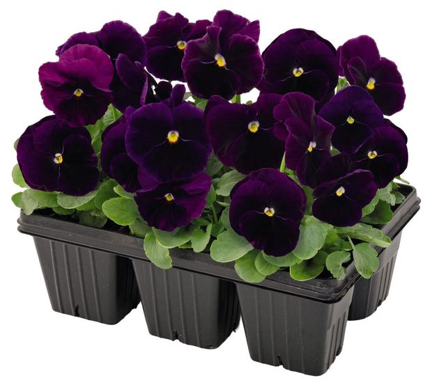 Рассада цветов Виола живая ЕТК смесь в кассете, 6 шт