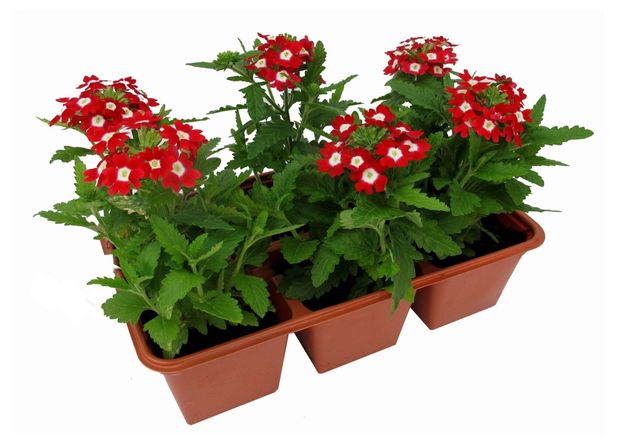 Рассада цветов Вербена ЕТК смесь, 6 шт