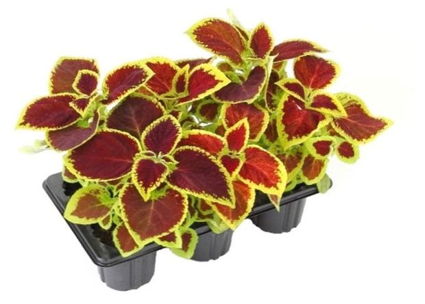 Рассада декоративной зелени Колеус ЕТК смесь в кассете, 6 шт