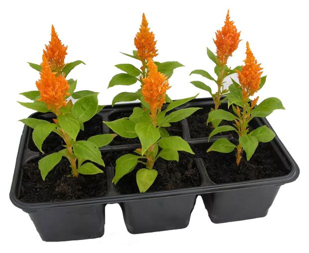 Целозия метельчатая ЕТК микс, 6 шт