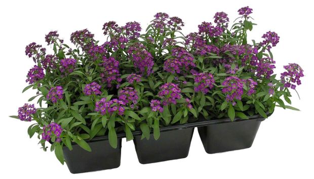 Рассада цветов Алиссум ЕТК микс 6 шт 100₽