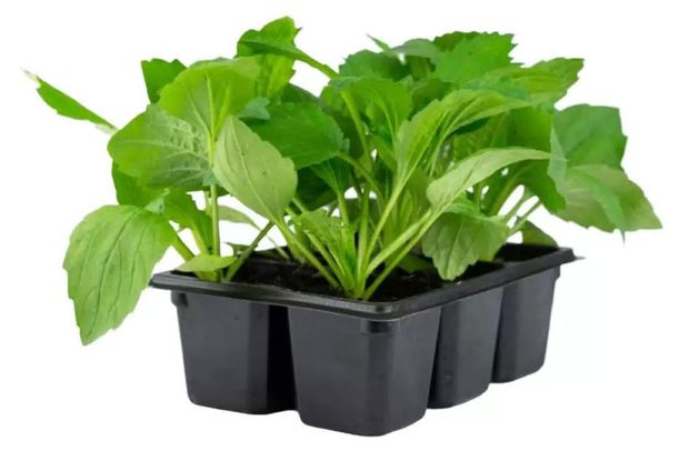 Рассада цветов Астра ЕТК смесь в кассете, 6 шт