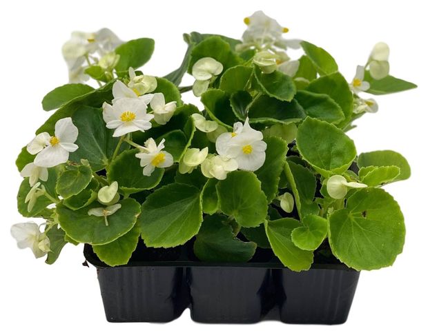Рассада цветов Бегония вечноцветущая ЕТК белая, 6 шт