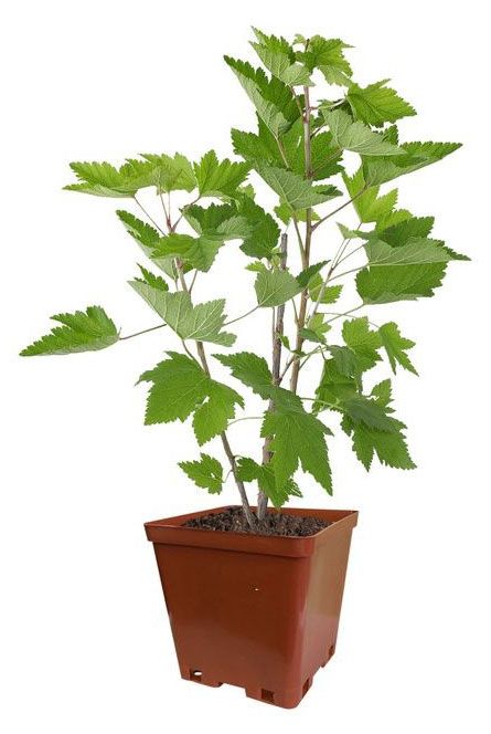 Саженцы Смородина черная ЕТК 2 л 199₽