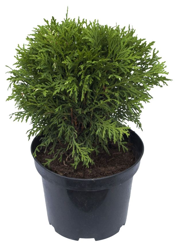 Саженцы Туя Цветы Московского Даника d 17 h 25 см 1005₽