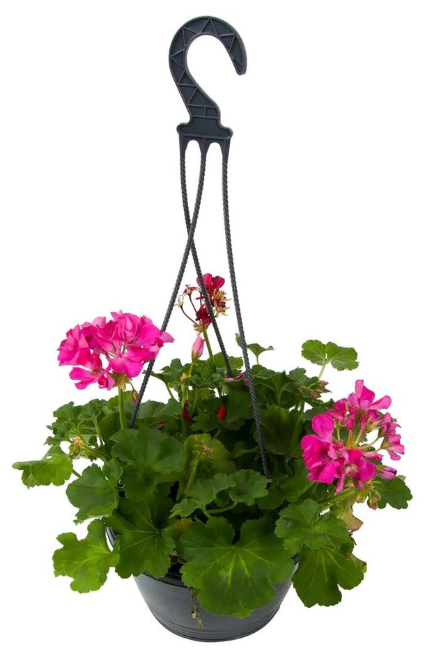Рассада Пеларгония плющелистная ЕТК в подвесном кашпо, d 21 см