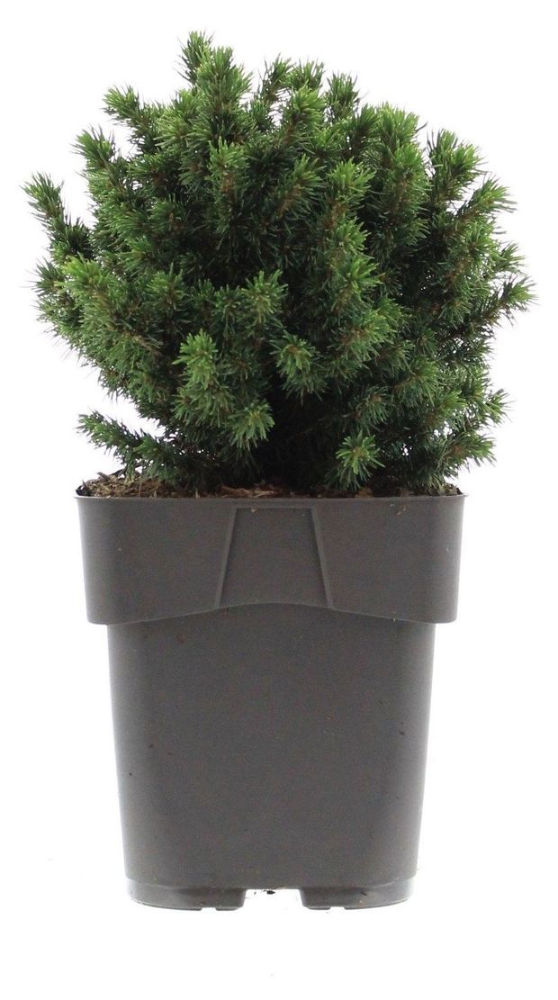 Ель Цветы Московского Альберта Глоб, d 13 h 25 см