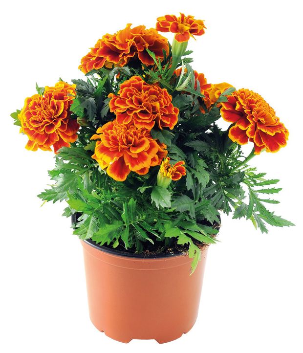 Рассада Тагетес мелкоцветковый Тепличный комбинат, d 10 см