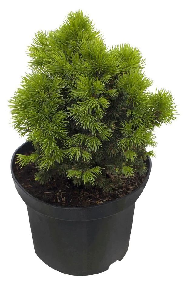Саженцы Ель шаровидная Цветы Московского Альберта Глоб в горшке d 17 h 20 см 990₽