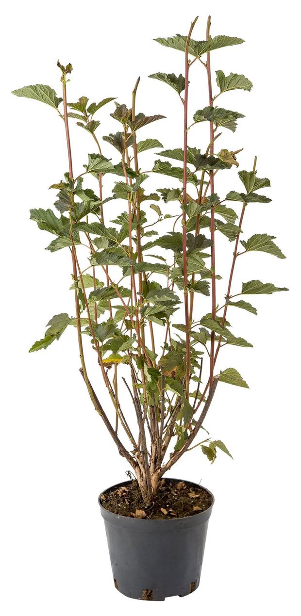 Саженцы Пузыреплодник калинолистный PlantMarket Диабло, Р9