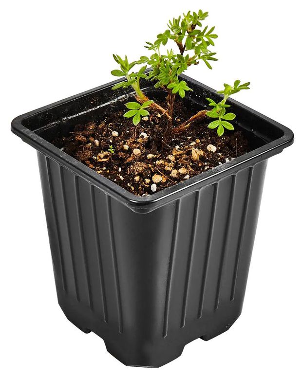 Саженцы Лапчатка кустарниковая Горкунов Лемон Меринг, d 9 h 30 см