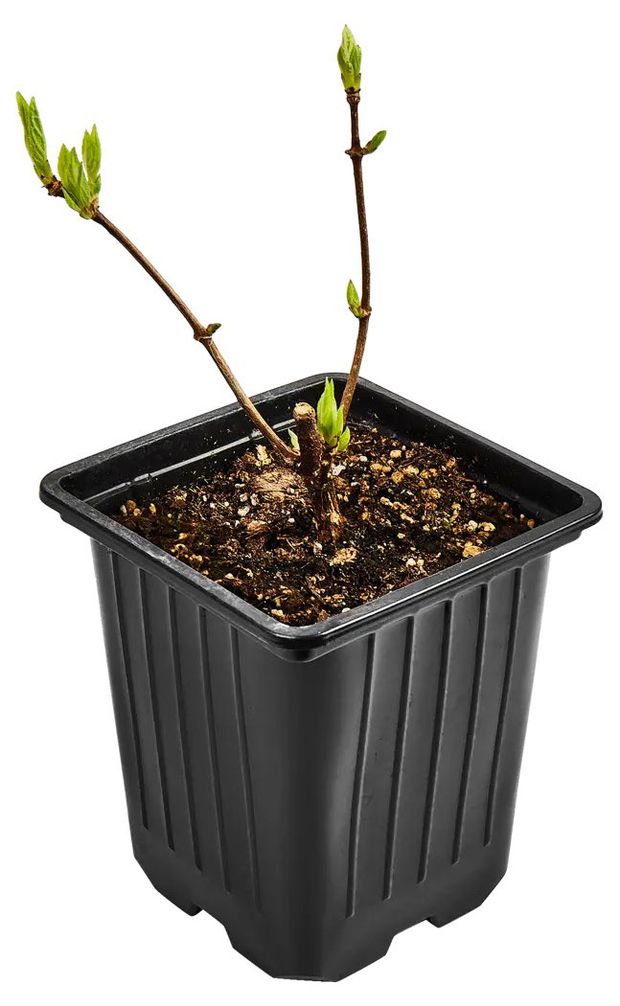 Саженцы Гортензия метельчатая Горкунов Грандифлора, d 9 h 30 см