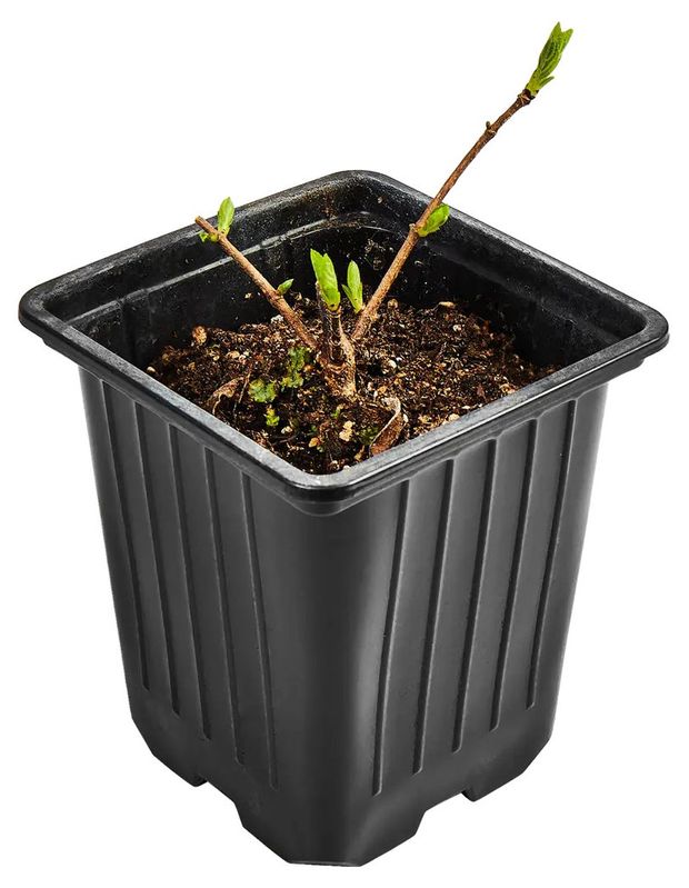 Саженцы Гортензия метельчатая Горкунов Бобо, d 9 h 30 см