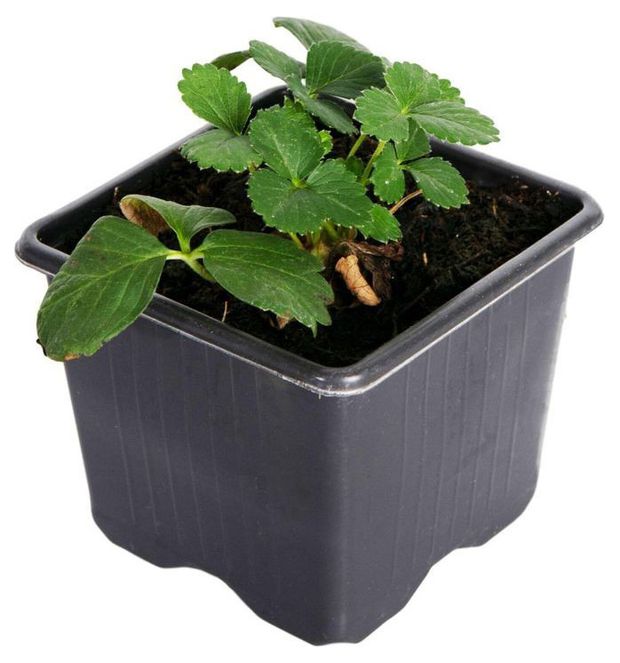 Рассада Земляника ИП Хаустов Б.И. Луч Вира, Р8