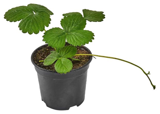 Рассада Земляника ИП Хаустов Б.И. Эльсанта, Р8