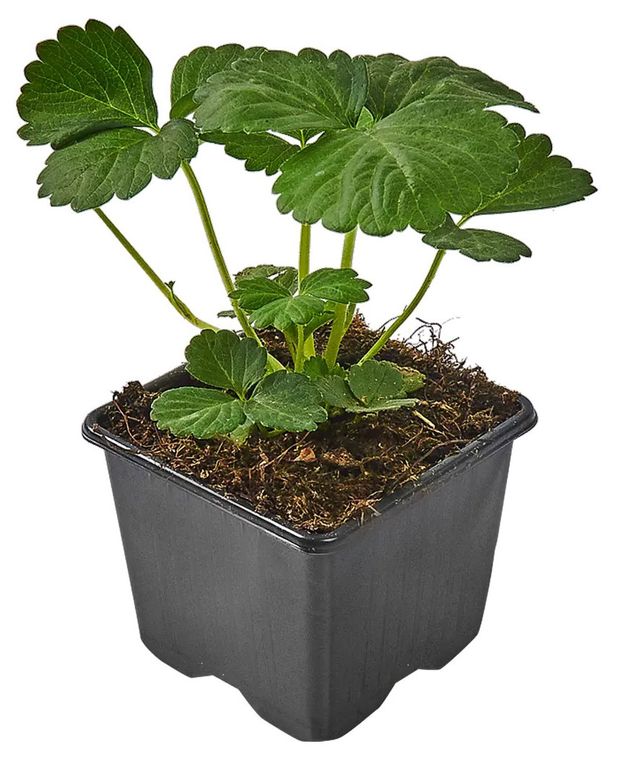 Рассада Земляника ИП Хаустов Б.И. Альфа, Р8