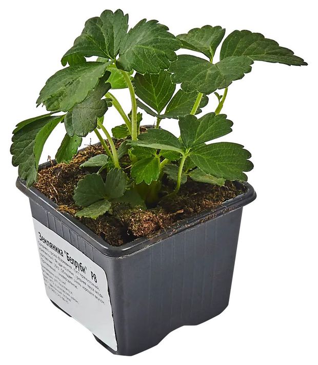 Рассада Земляника ИП Хаустов Б.И. Белруби, Р8